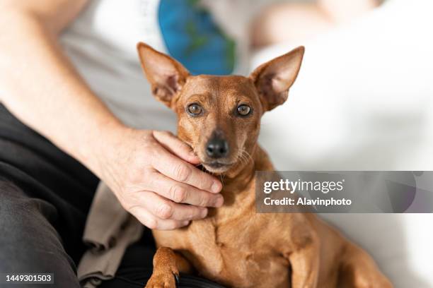 woman petting pinscher dog at home - miniature pinscher stock pictures, royalty-free photos & images