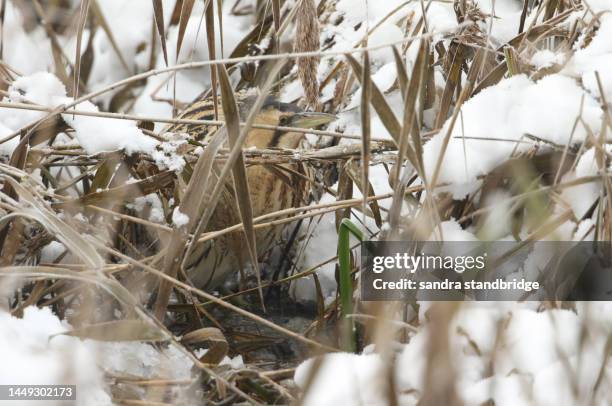 a rare bittern, botaurus stellaris, is hunting for food in a reedbed at the edge of a lake covered in deep snow on a freezing cold winters day. - snow day stock pictures, royalty-free photos & images