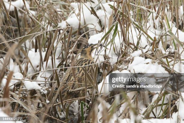 a rare bittern, botaurus stellaris, is hunting for food in a reedbed at the edge of a lake covered in deep snow on a freezing cold winters day. it has just caught a fish and is about to eat it. - snow day stock pictures, royalty-free photos & images