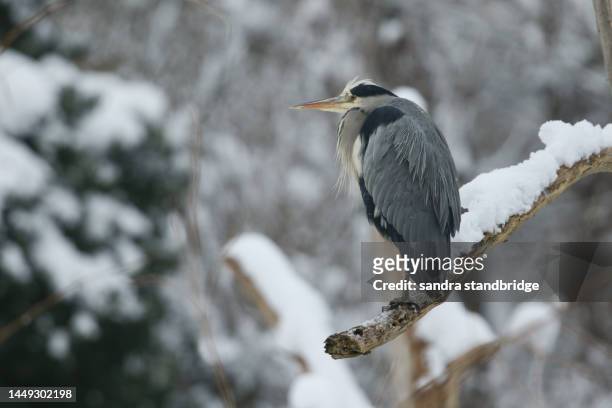 a grey heron (ardea cinerea) perching on a dead tree covered in snow on a freezing cold winters day. - snow day stock pictures, royalty-free photos & images