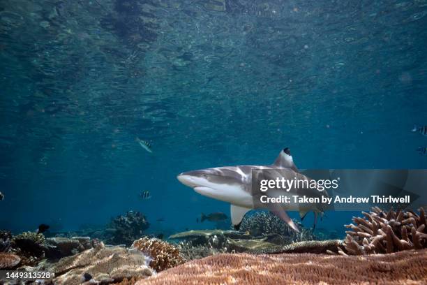 blacktip reef shark - blacktip reef shark foto e immagini stock