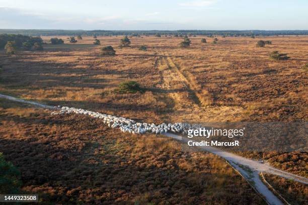 bird's eye view of a herd of sheep - gelderland stock pictures, royalty-free photos & images