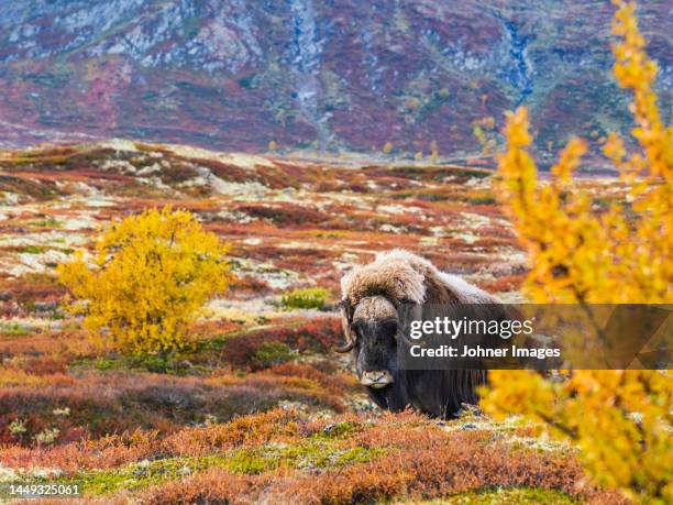 bison standing on meadow - musk ox stock pictures, royalty-free photos & images