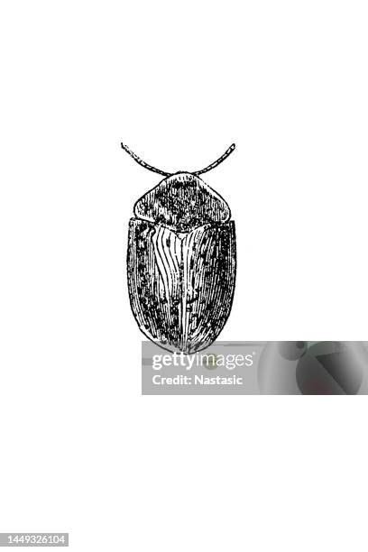 shield bug - stink bug stock illustrations