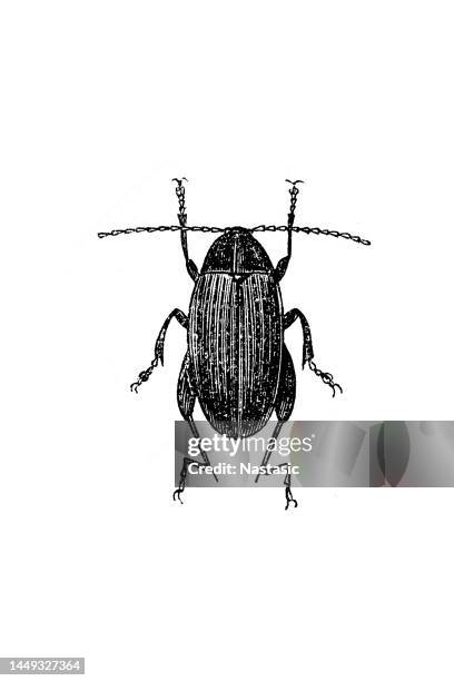 stockillustraties, clipart, cartoons en iconen met psylliodes chrysocephala or psylliodes chrysocephalus, commonly known as the cabbage-stem flea beetle - aphid