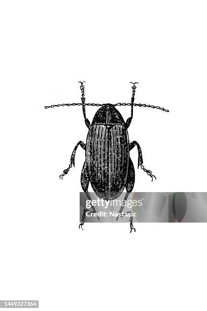 psylliodes chrysocephala or psylliodes chrysocephalus, commonly known as the cabbage-stem flea beetle - flea beetles stock illustrations