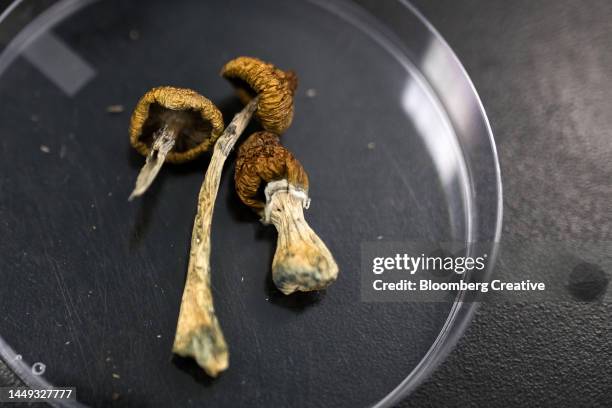 dried psilocybe mushrooms - eetbare paddenstoel stockfoto's en -beelden