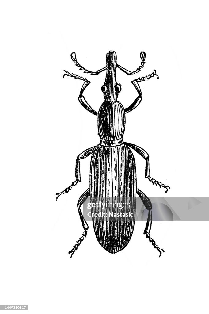 Wheat weevil (Sitophilus granarius)