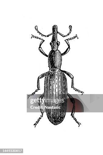 Wheat weevil (Sitophilus granarius) Wheat weevil (Sitophilus granarius)
