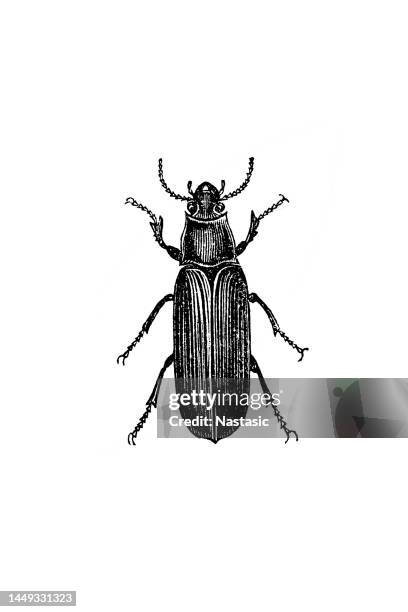 illustrazioni stock, clip art, cartoni animati e icone di tendenza di scarabeo verme della farina, tenebrio molitor - baco