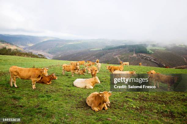 cows in field - ganado domesticado fotografías e imágenes de stock
