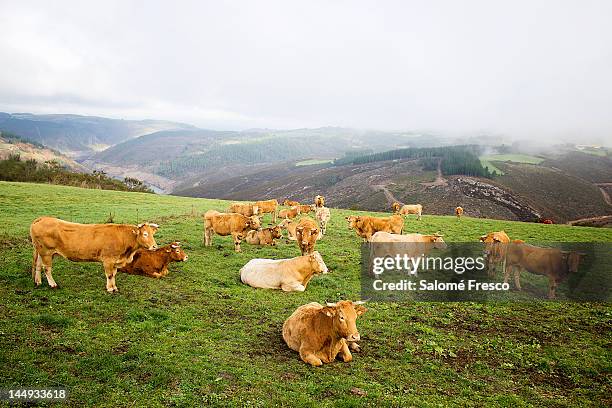 cows in field - galicia stockfoto's en -beelden