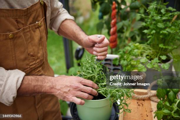 mid section of man planting herb in garden - thyme stock pictures, royalty-free photos & images