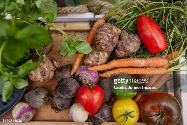 view of freshly picked vegetables - sverige odla tomat bildbanksfoton och bilder