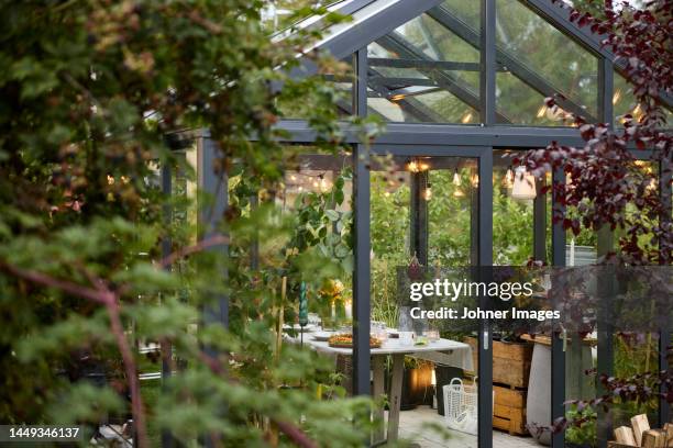 table set in greenhouse - greenhouse foto e immagini stock