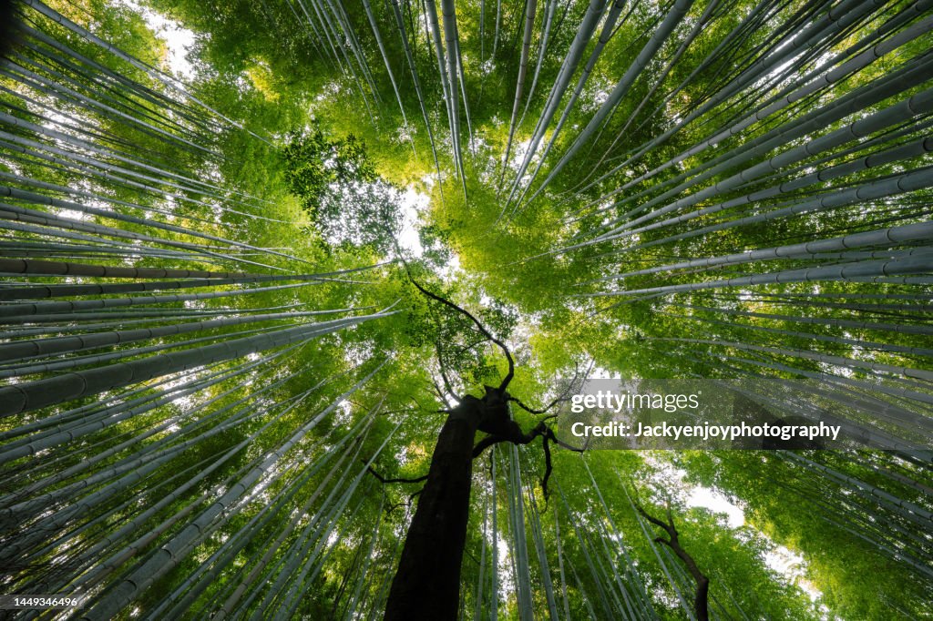 Look up at Arashiyama bamboo forest in the morning