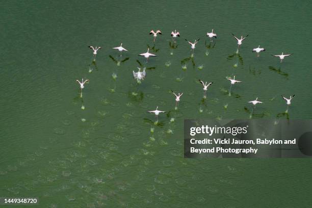 flamingos and white pelicans taking off over lake magadi, kenya - kolonie stockfoto's en -beelden