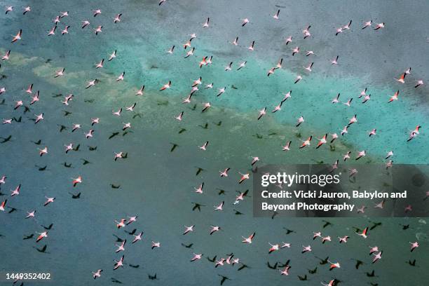 large flock of flamingos flying against colorful background at lake magadi - paisaje espectacular fotografías e imágenes de stock