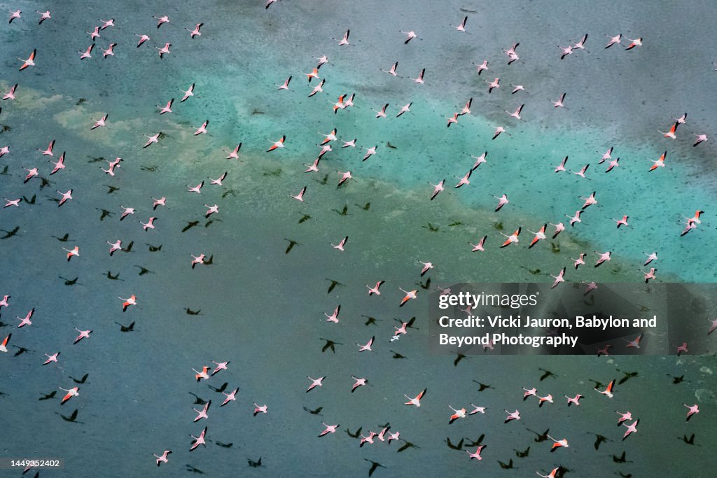 Large Flock of Flamingos Flying Against Colorful Background at Lake Magadi