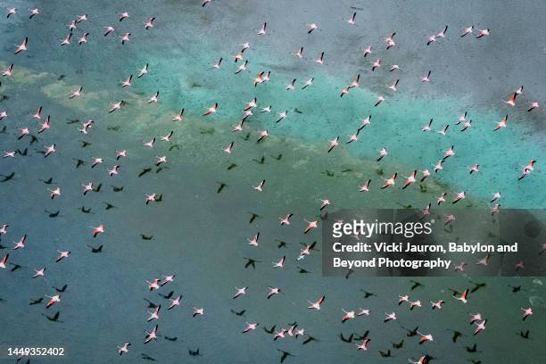large flock of flamingos flying against colorful background at lake magadi - 壮大な景観 ストックフォトと画像