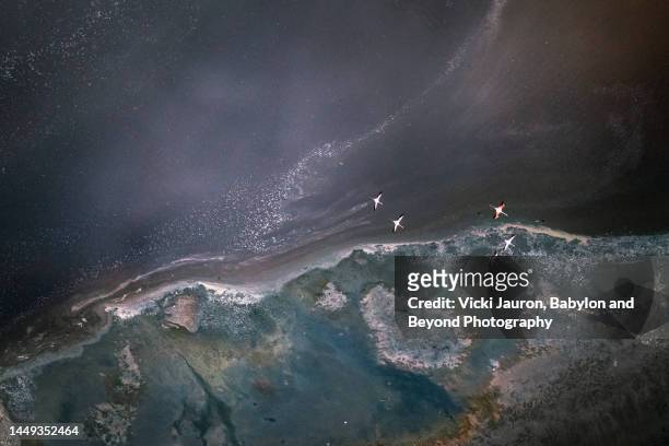 small flock of flamingos against dramatic landscape of lake magadi - aircraft point of view stock pictures, royalty-free photos & images