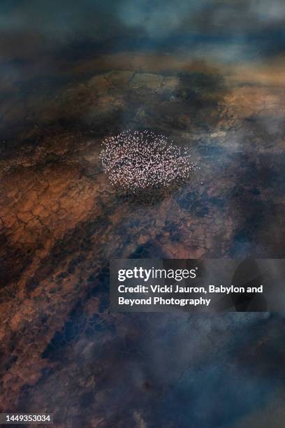 wide angle of flamingos in flight against colorful water at lake magadi - great migration stock pictures, royalty-free photos & images