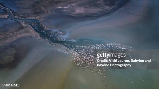 flock of flamingo in flight  against dramatic water colors of lake magadi, kenya - great migration stock pictures, royalty-free photos & images
