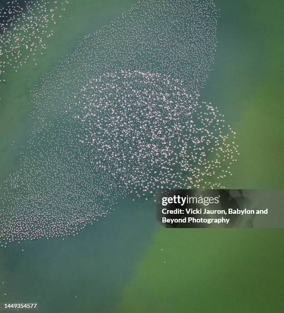 amazing wide angle of flamingos in flight against green background at lake magadi - colony stock pictures, royalty-free photos & images