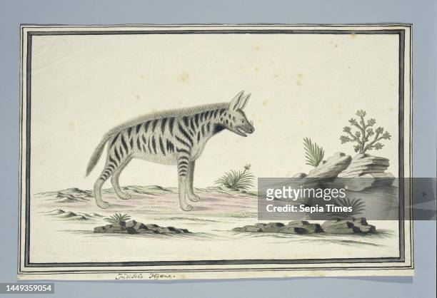 Aardwolf , seen from the side, Proteles cristatus , draughtsman: Robert Jacob Gordon, Oct-1777 - Mar-1786, paper, pen, brush, h 660 mm × w 480 mm, h...