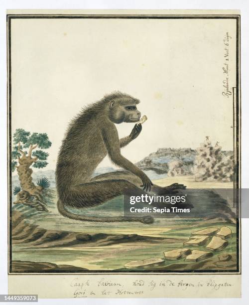 Cape baboon , eating something on a hill, in the background a couple of warriors on a rock formation, scale in Rhineland foot and thumb, Papio...