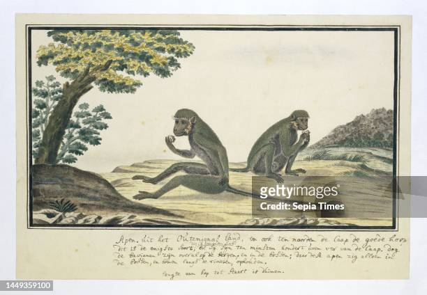 Two eating meerkats , sitting next to a tree, from Outeniquaasland, also present in Namaqualand, Chlorocebus pygerythrus ., draughtsman: Robert Jacob...