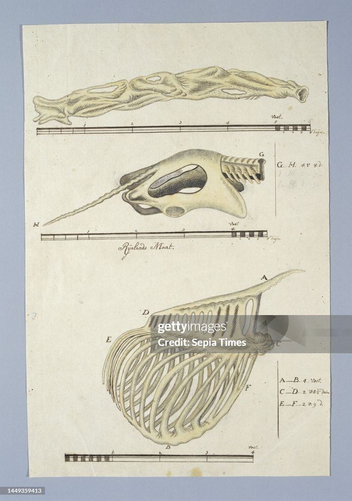 the neck, the pelvis with the tail and the ribcage, with scale in