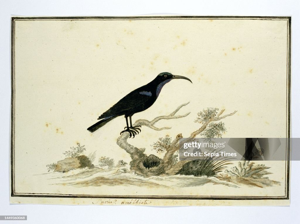 Bird study: Black honey bird (Nectarinia amethystina)