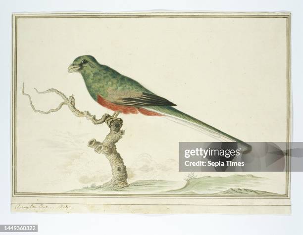 Bosloerie , the male. There is only one kind of trogon present in southern Africa, Apaloderma narina ., draughtsman: Robert Jacob Gordon, Oct-1777 -...
