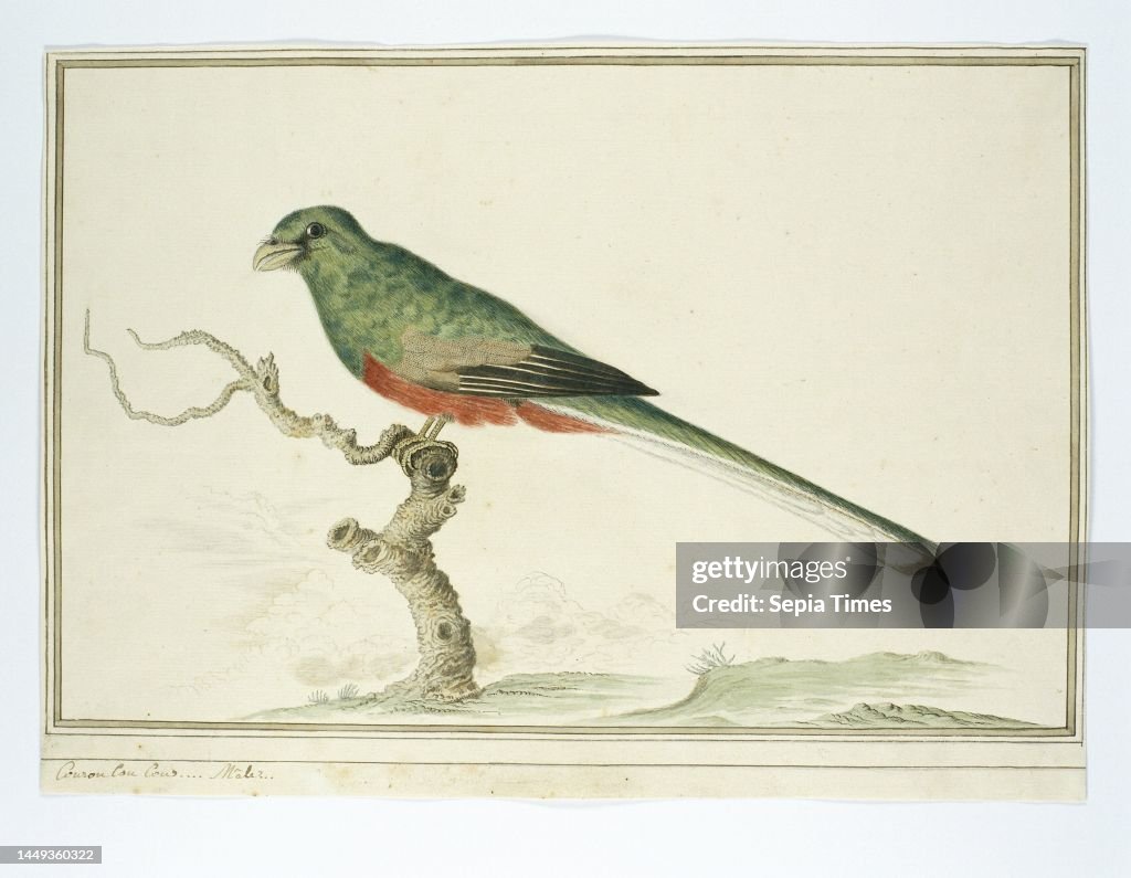 Bird study: Bosloerie (Apaloderma narina)