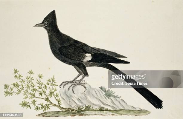 New year bird , Clamator jacobinus , draughtsman: Robert Jacob Gordon, Oct-1777 - Mar-1786, paper, pen, brush, h 660 mm × w 480 mm, h 268 mm × w 406...