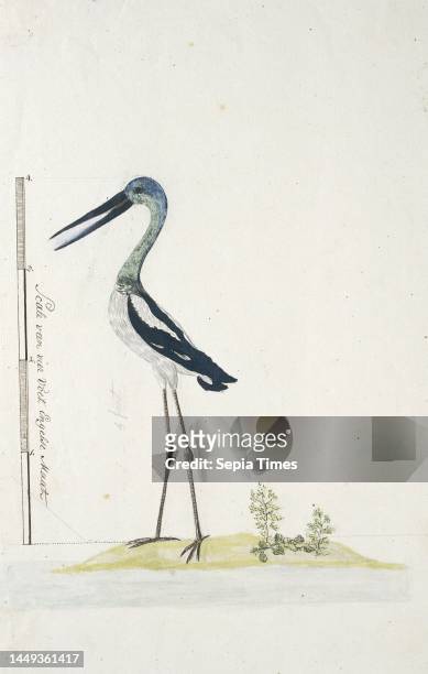 Probably an Australian crane , with scale in English size, Grus rubicunda ., draughtsman: George Raper, , 1770 - 1780, paper, pen, brush, h 660 mm ×...
