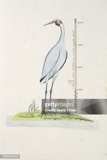 Brolga crane , with scale in English size, Antigone rubicunda ., draughtsman: George Raper, , 1770 - 1780, paper, pen, brush, h 660 mm × w 480 mm, h...