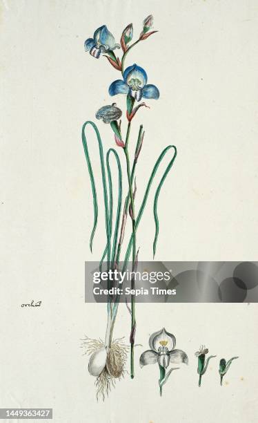 Blue Disa 13 Ker Gawl Stock Photos, High-Res Pictures, and Images - Getty Images