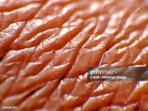 skin texture macro - oyster mushroom stock pictures, royalty-free photos & images