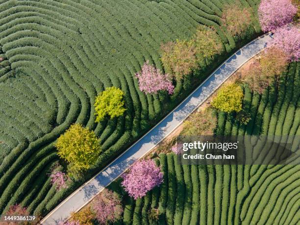 pink cherry trees are planted on the path in the green tea mountain - swoosh stock pictures, royalty-free photos & images