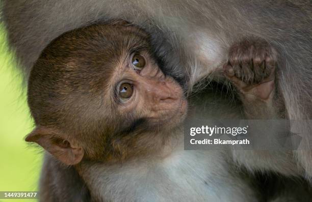 wild baby pig-tailed macaque in the tropical paradise of da nang, vietnam in southeast asia - suckling stock pictures, royalty-free photos & images