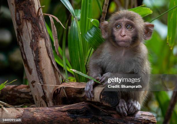 wild baby pig-tailed macaque in the tropical paradise of da nang, vietnam in southeast asia - primate stock pictures, royalty-free photos & images