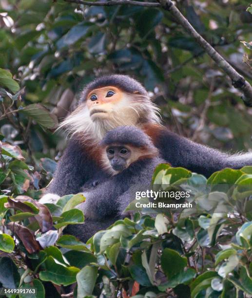 wild brightly-colored red-shanked douc langur mother and baby in the tropical paradise of da nang, vietnam in southeast asia - primates stock pictures, royalty-free photos & images