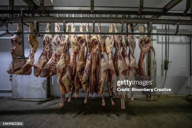 cattle carcasses at an abattoir - abattoir stock pictures, royalty-free photos & images