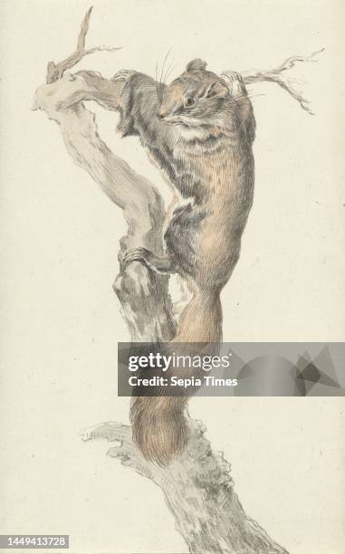 Flying squirrel, on a branch, draughtsman: Jean Bernard, 1775 - 1833, paper, brush, h 317 mm × w 200 mm.