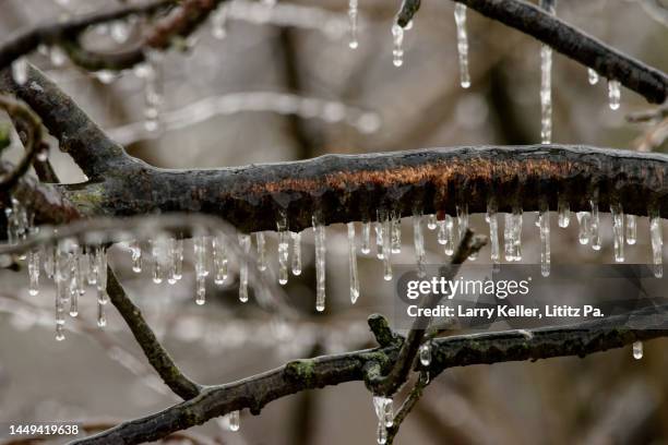winter ice storm and a tree branch - ice storm stock pictures, royalty-free photos & images