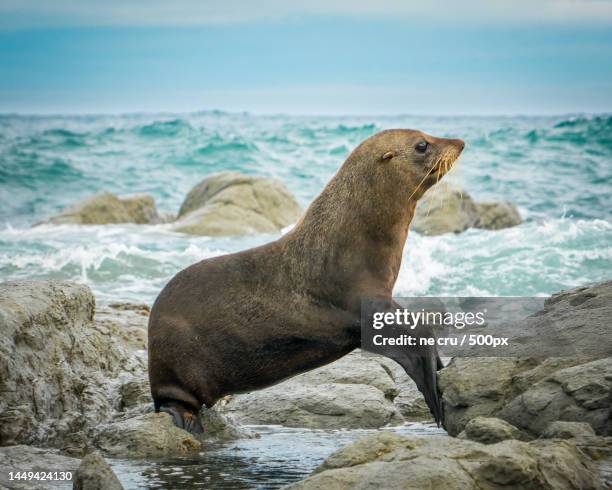 close-up of seal on rock at beach,new zealand - seal pup 個照片及圖片檔