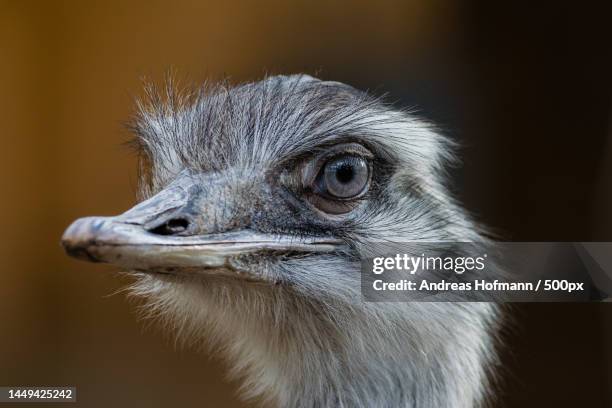 Flightless Rhea Rhea Flightless Bird Photos and Premium High Res Pictures - Getty Images