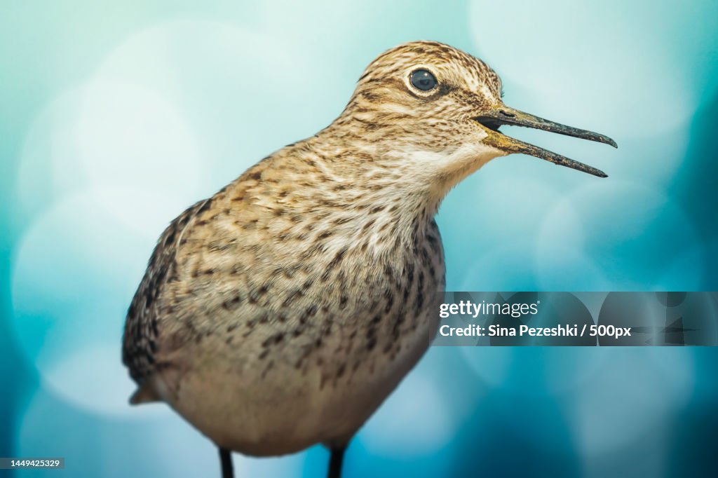 Close-up of sandpiper perching outdoors,Kish Island,Kish,Iran